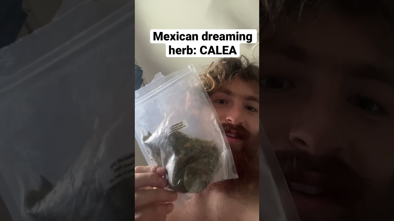 CALEA Mexican dream herb