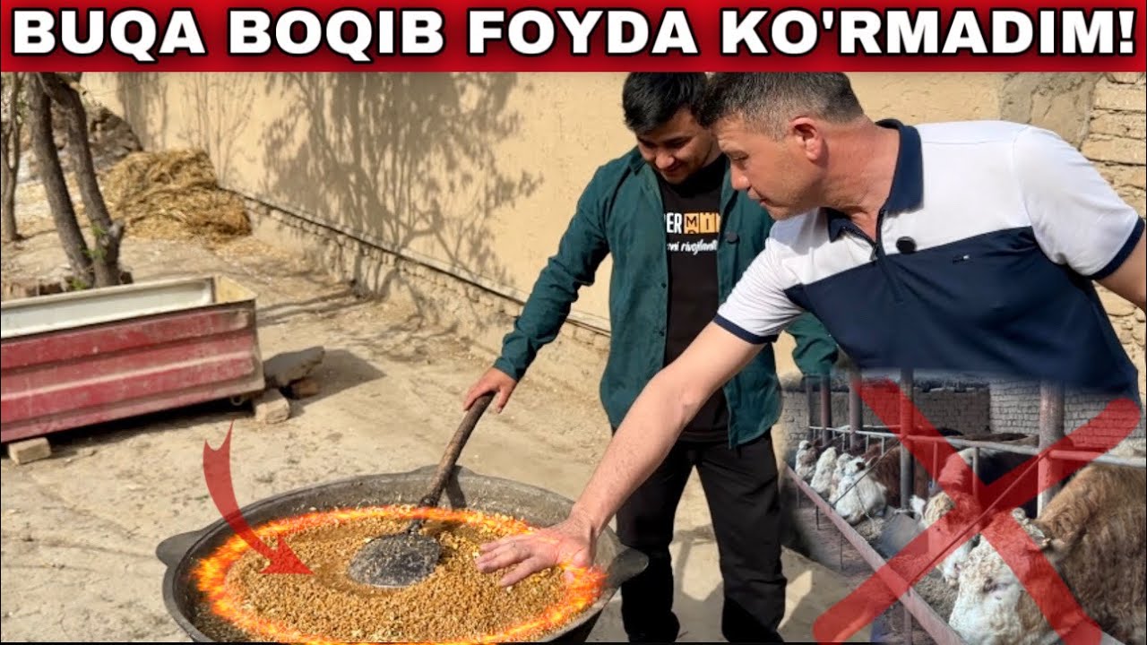 Buqadan Foyda Qilmadim Qo’ydan Foyda Qildim! Arzon Usulda Qoy Boqish Sirlari… #2025 #qoyboqish