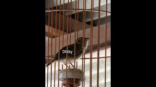 Burung Branjangan Gacor Istimewa