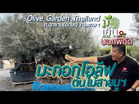 วีดีโอ: การปลูกต้นมะกอก - การดูแลต้นมะกอกในร่มและกลางแจ้ง