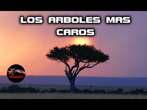 Video: Árbol De Muchas Caras