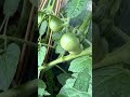Decided to plant cherry tomatoes. This is what happened 🤔😀Посадил помидоры черри.Вот результат🤔😀