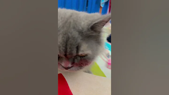 Watch the video about Cats funny🐈&zwj;⬛🎉#shortvideo#shorts #short #viralvideo #video #youtubeshorts #funny #comedy #trending