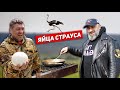 Яйца страуса на костре - Вячеслав Максюта