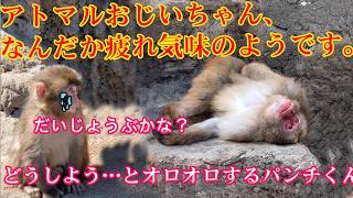 【感動】お疲れのアトマルおじいちゃんを心配するパンチくん。🙊疲れたアトマルさんを気遣うパンチくんの姿が、あまりにも健気で感動的です。#パンチくん