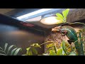 Ambilobe Panther Chameleon (Furcifer pardalis) eats Dubia Roach