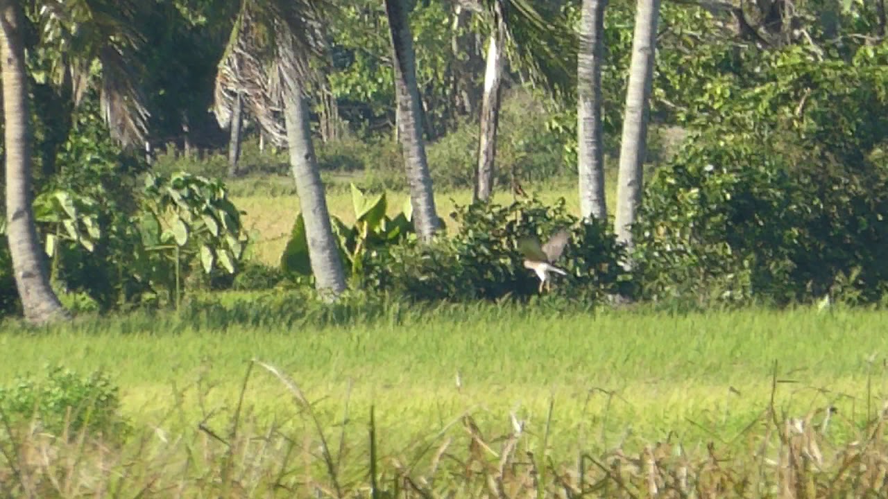 Pied Harrier (Two Females) 
