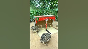 Simple Quail Trap Using Cardboard Box #shorts