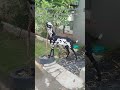 Guava Goat Relationship #farming #plantscience #biology #botany #agriculture