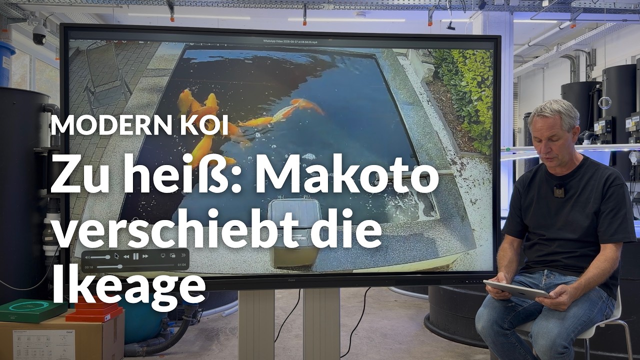 Ein paar Fragen zur Ikeage und Zucht 2026 | Modern Koi Blog #8330