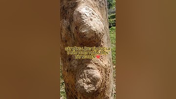 CÂY BẰNG LĂNG TÍM ĐỘC LẠ TUYỆT PHẨM TRÊN TÂY NGUYÊN HÙNG VĨ