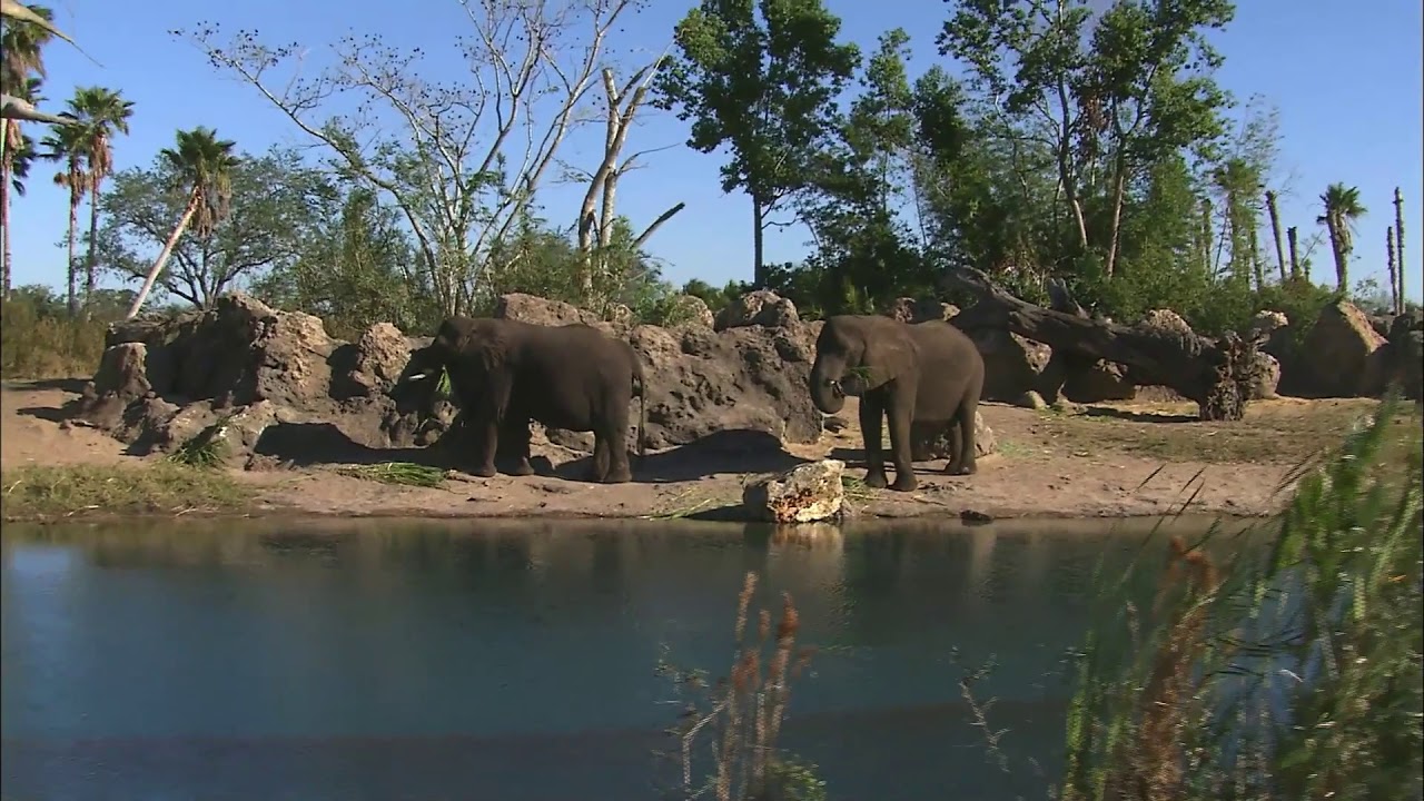 Enjoy a moment of Zen from around the Walt Disney World Theme Parks YouTube player