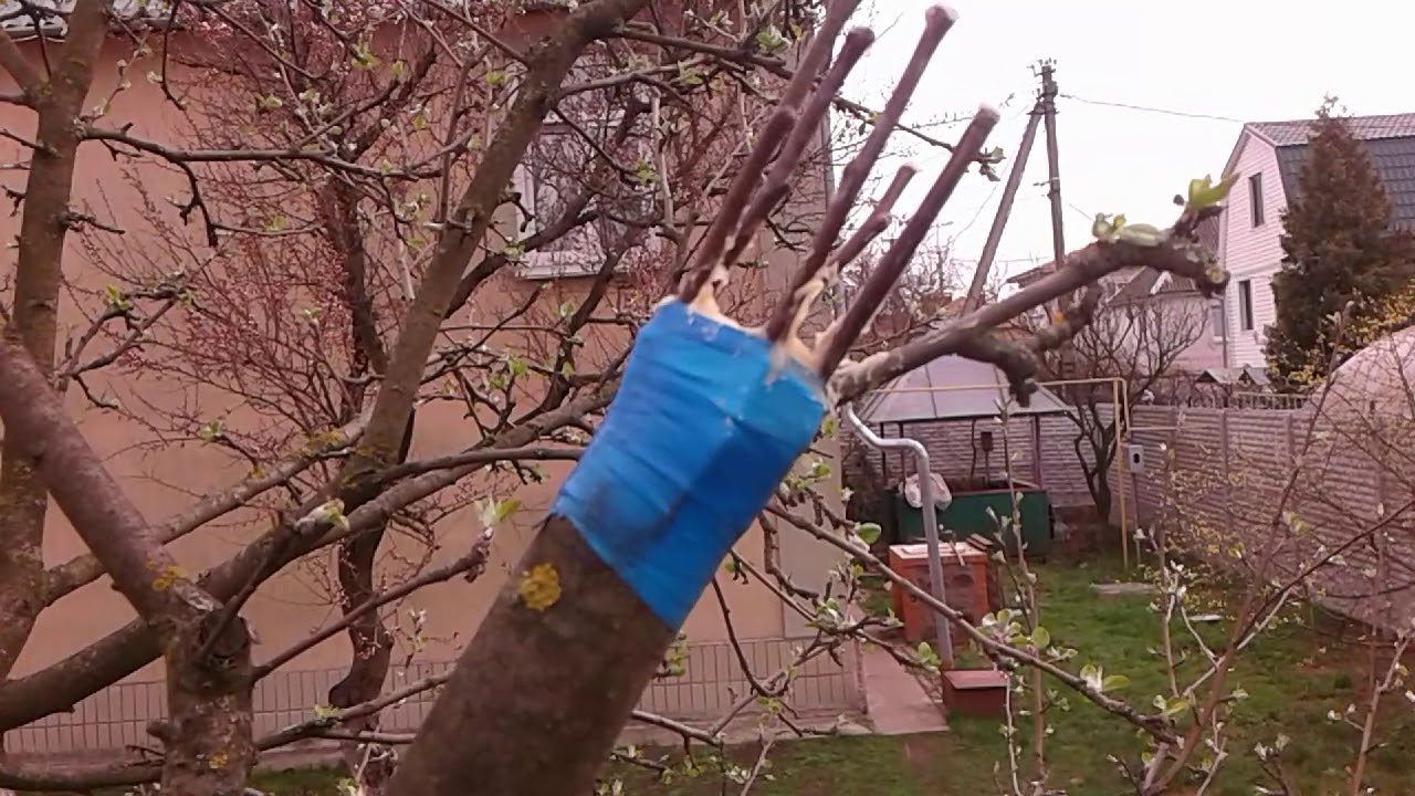 Обрезка старой яблони. Омоложение яблони. Омоложение яблони. Кронирование яблони дички. Весенняя обрезка плодовых деревьев весной.