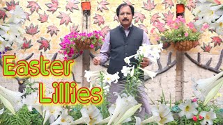 How to grow Easter lily / Longiflorum lily from bulbs