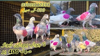 Parwazi Kabootar 26 Parawazi High Flyer Sale Rawalpindi