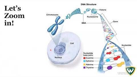 Introduction to Genetics Part 1