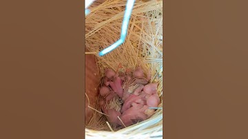 Happy Fawn Java Family😍 #youtubeshorts #viralshorts #shorts