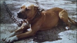 Dog Talk With Madison Mad Dog Parker