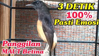 Murai Betina gacor Panggilan MAUT 3 DETIK 100% Pasti Emosi 