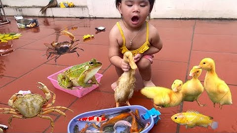 Tổng hợp video cá cảnh đẹp, Hà Sam bắt con vịt , cá koi , cua , rùa , con ếch ,cá lau kiếng ,tôm ốc