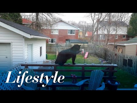 Bear cub helps himself to bird feeder in Sudbury