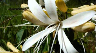 Flor do Cerrado. Waldir Azevedo Flor do Cerrado. Waldir Azevedo