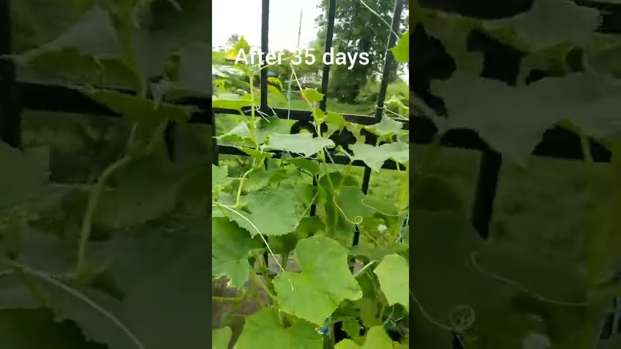 Grow Cucumber Plant 