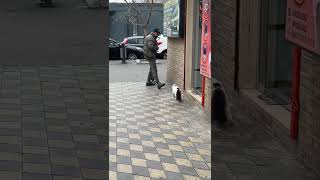 Feisty Street Cat Attempts to Slap a Dog Walking with Its Owner