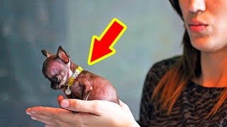 the smallest dog in the world name
