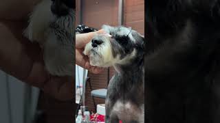 SUZNAUER PUPPY FACE GROOMING  #dog #shortsvideo #pets #care #suznauer