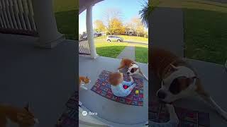 🤯 HERO PETS! 🐾 Dog &amp; Cat SAVE Baby From Eagle Attack! (Caught on Camera!) 🦅