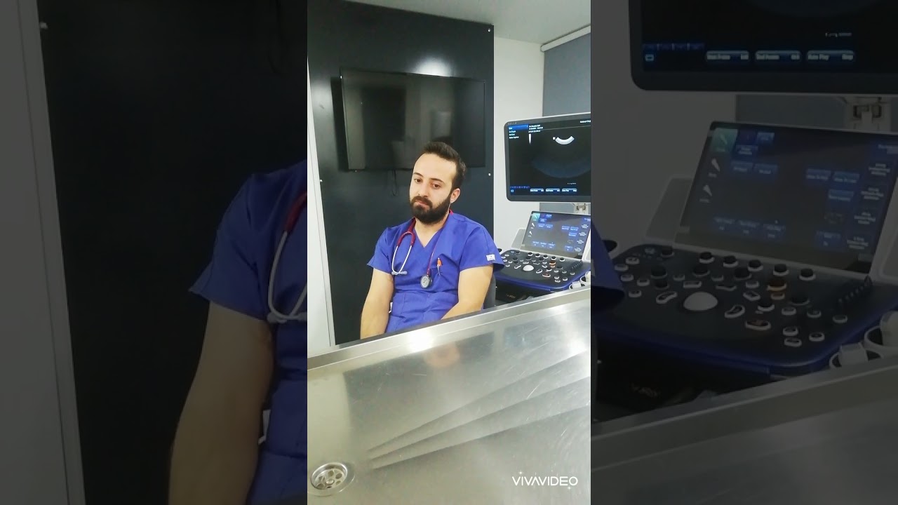 kedilerde lösemi hastalığı hakkında sıkça sorulan sorular için kısa bir derleme