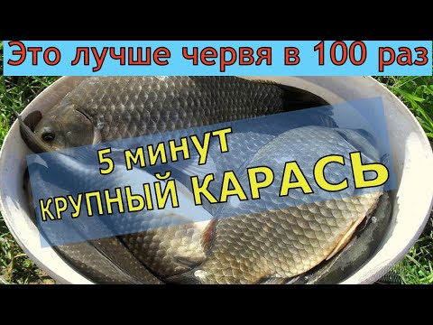 5 Минут И Крупный Карась 4 Г. От Неё Дуреет Вся Рыба Супер Рыболовная Насадка Для Карася И Карпа