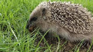 Super cute wild Hoglet eats sluggs that the kids found around the garden.