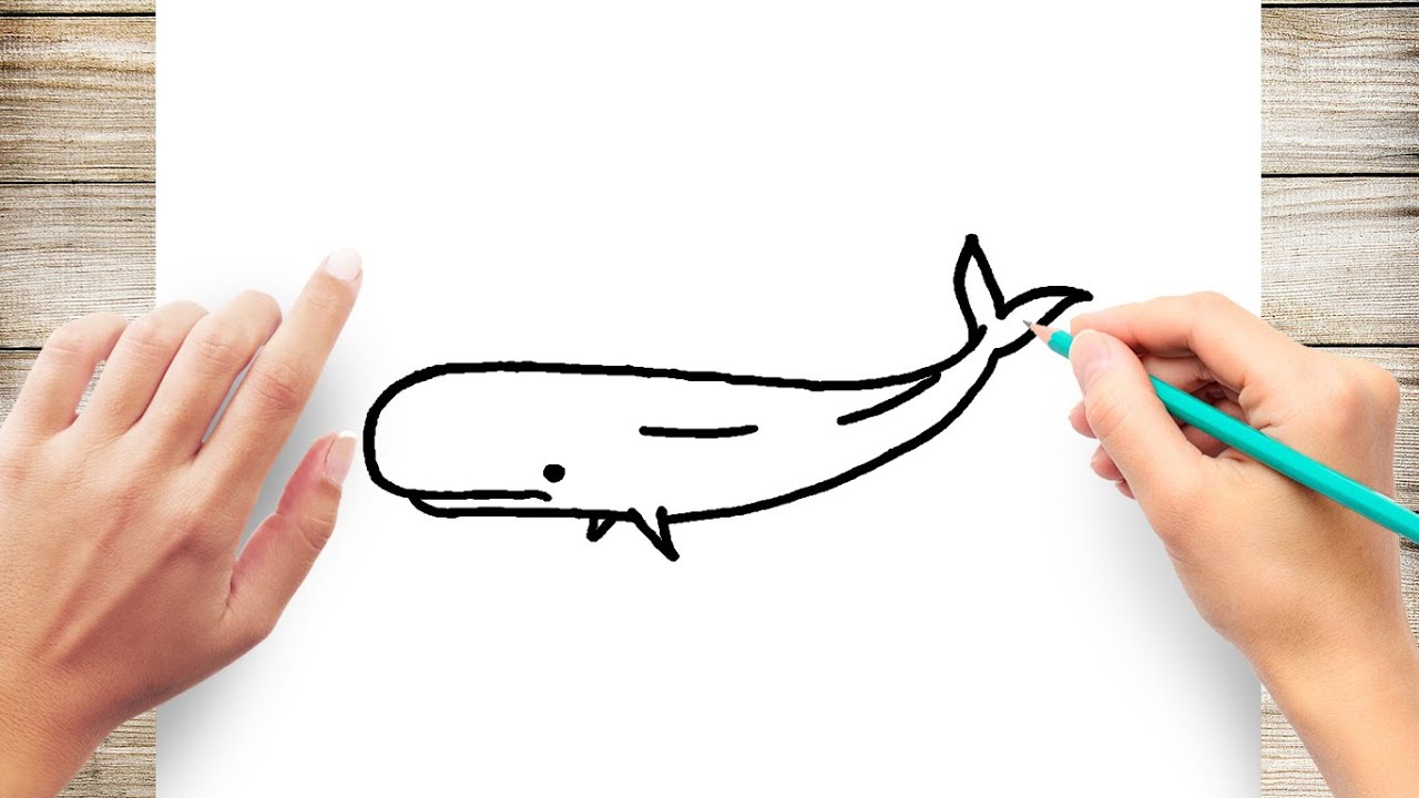 How to Draw a Sperm Whale Step by Step - YouTube