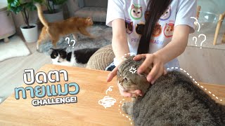 ปิดตาทายแมว Challenge!