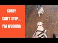 Dealing with Dog Distractions as a Guide Dog Handler - York The Guide Dog In Action