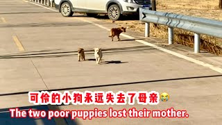 Heartbreaking! Stray Dog Eventually Loses Its Puppies.
