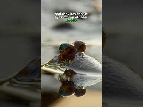 Mudskippers are Really Strange! 🐠 These Weird Fish can Walk on Land!