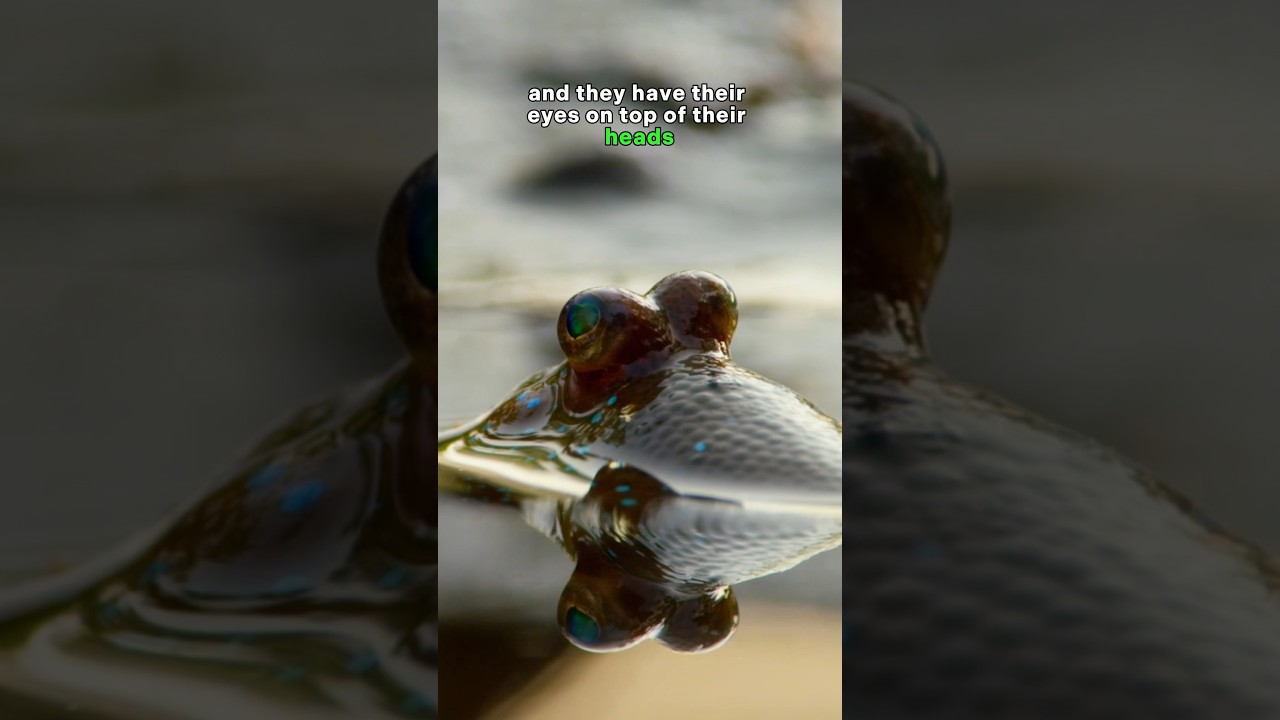 Mudskippers are Really Strange! 🐠 These Weird Fish can Walk on Land!