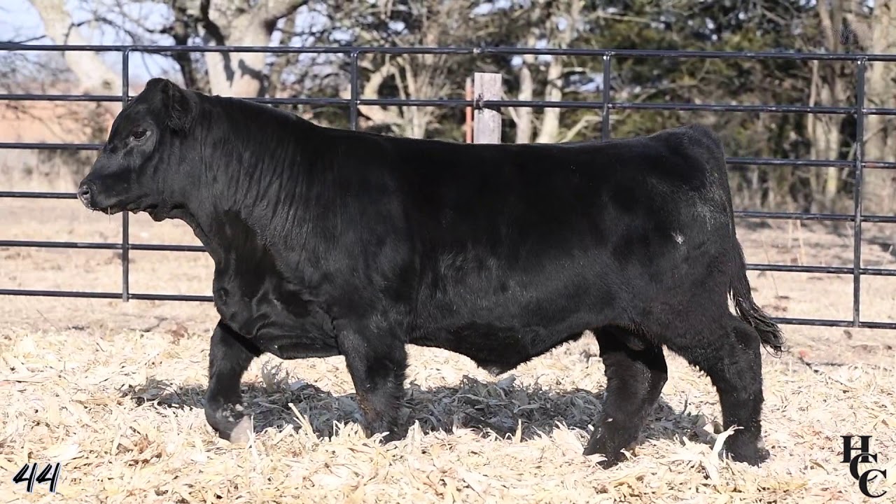 Lot 44 YouTube