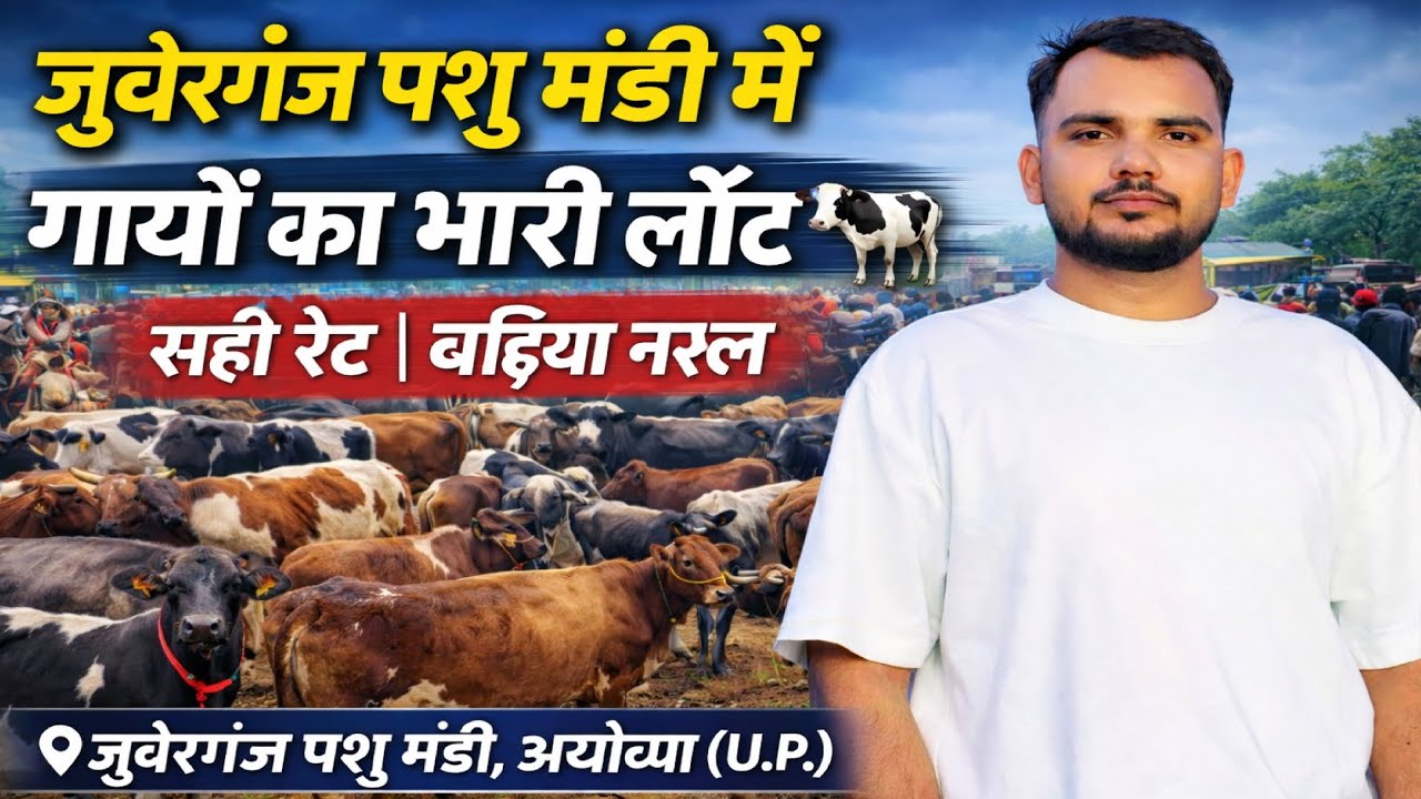 Огромное количество коров на скотном рынке Джуберганджа 🐄 | Отличная порода по выгодной цене | 👉