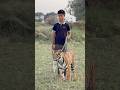 #beats #dance #wildliferescue #animals #tigerspotted #largecats #lionnation #lion #tiger 😱