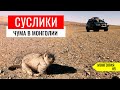 В МОНГОЛИИ СУРКИ УБИВАЮТ ЛЮДЕЙ. ЭПИДЕМИЯ ЧУМЫ. MITSUBISHI  PAJERO 4 - LAND CRUISER 200. МОНГОЛИЯ #5