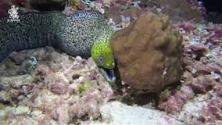 غوصة ليلية في هير بولثامة شمال البحرين  night dive at heer bulthama