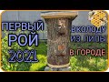 Первый рой 2021| колода из липы сработала|ловля роев в городе