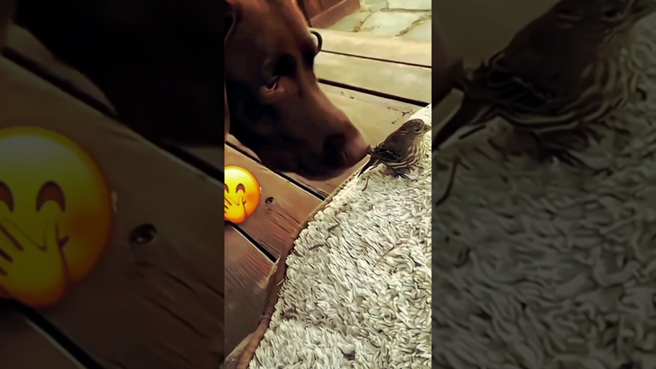 Mischief animals | funny video | 😜😸 # shorts # cat