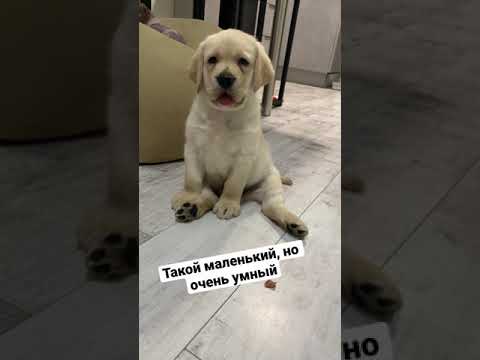 Умный малый ☺️