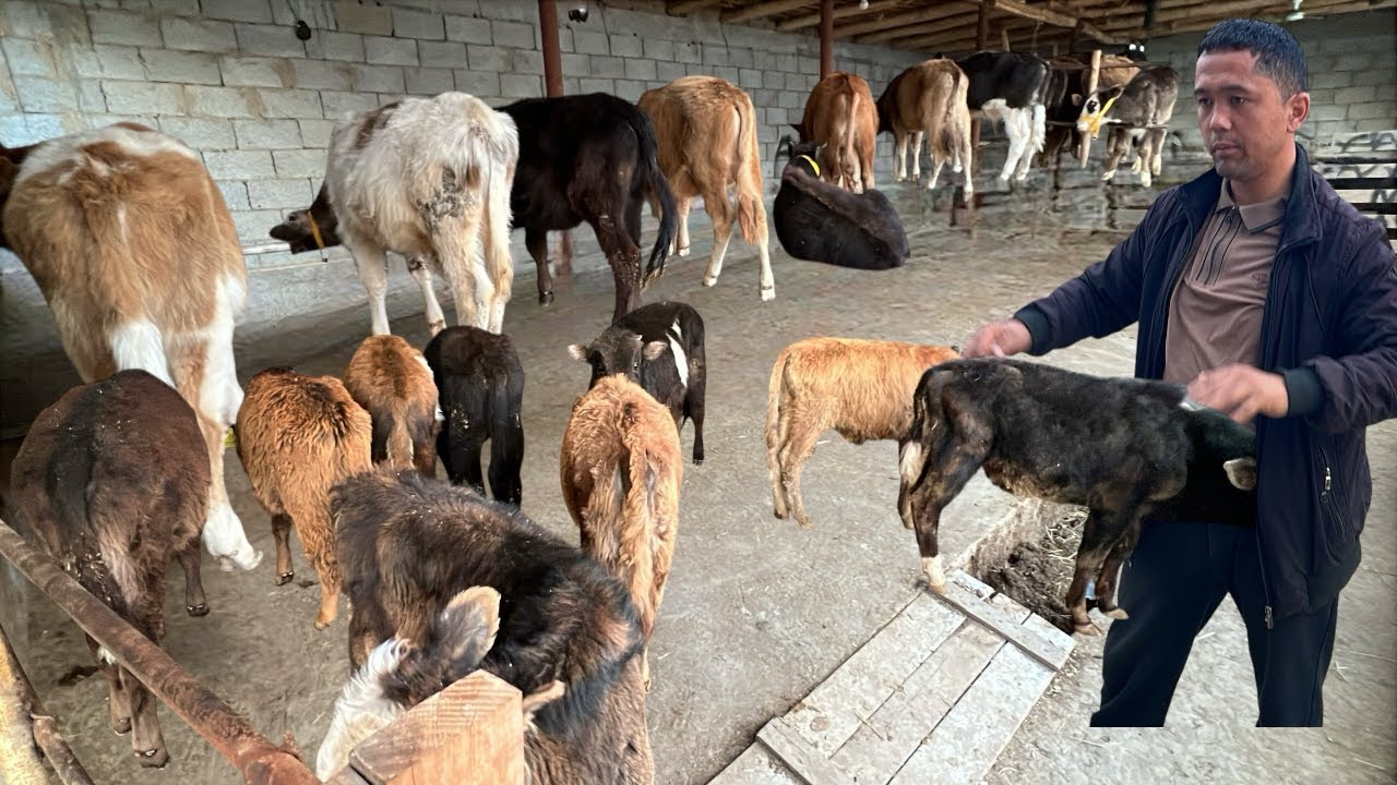 YOSH BUQACHALAR – Narxini Eshitib Hamma Hayron!