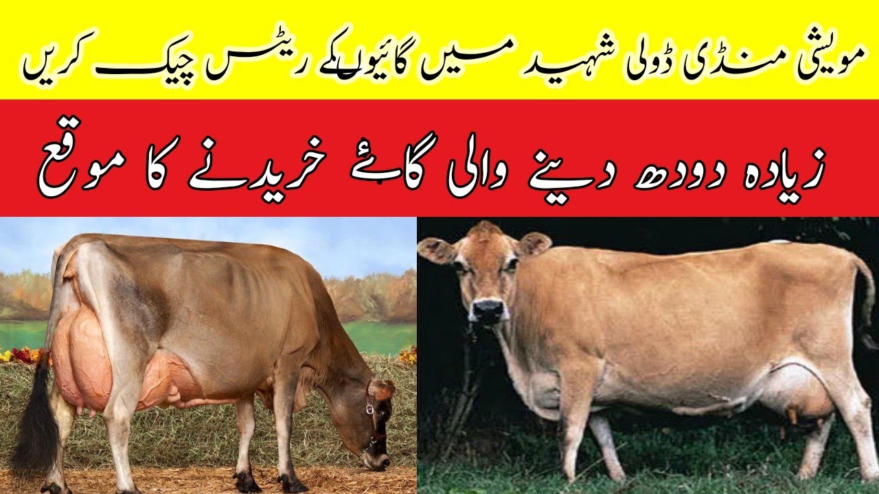 Today Cows 2023 New Year Price Update l Malumor Mandi 2023